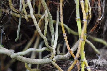 roots of orchid in the forest