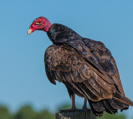 turkey vulture in the wild - Powered by Adobe