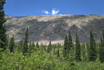 Alpine meadow just below the tree line