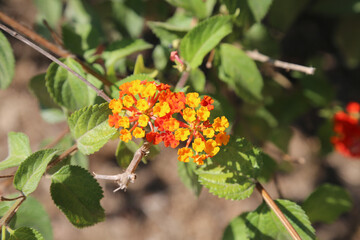 Lantana