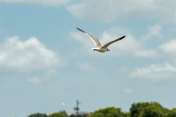 seagull flying in the sky