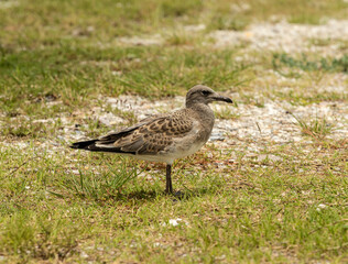 Fototapeta premium black headed gull walking on the ground