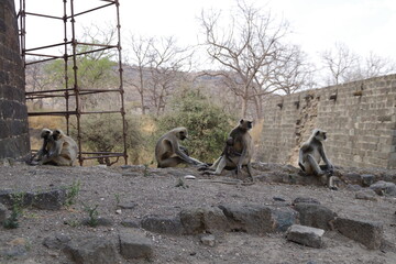 インド　ダウラターバードフォートのハヌマンラングール