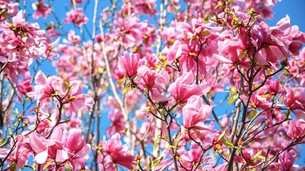 Trees with pink flowers