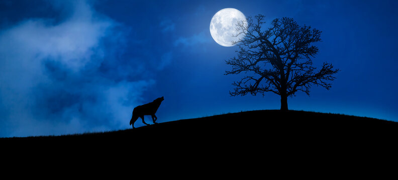 silhouette of a lone wolf in the woods howling at the full moon.