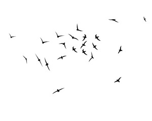 Flying birds silhouettes. A flock of swallows, swifts. Wallpaper, background design. Vector flock of birds isolated on white background.