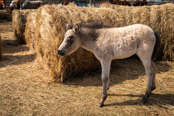 Fawn brown foal is running around in the paddock. Playful cheerful fun cute foal feeds near the haystacks at sunny autumn day.