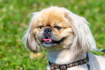 Small shaggy dog breed Pekingese on a leash in the park during a walk, portrait of a dog close up