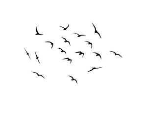 Silhouettes of flying birds on a white background. Flight of seagulls. Wallpaper, background design. Vector flock of birds isolated on white background.
