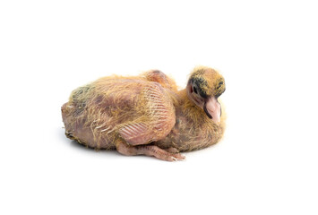 Newborn young pigeon baby on an isolated white background close up © Xookits
