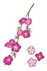 flowers on white background