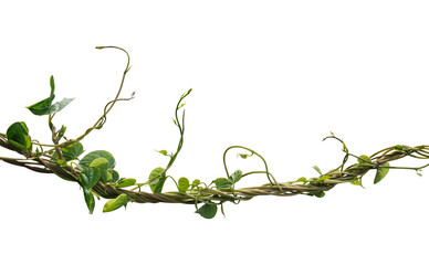 vine plant climbing isolated on white background. Clipping path - obrazy, fototapety, plakaty