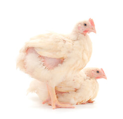 Two chicken or young broiler chickens.
