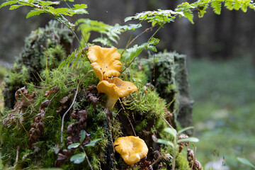 edible mushrooms that grow on a tree covered with moss. chanterelles are photographed in close-up. - obrazy, fototapety, plakaty