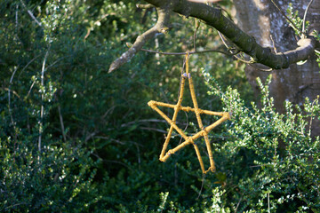 Pentacle in the forest