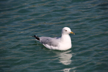 Fototapeta na wymiar Seagull on the water