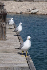 seagulls on the pier