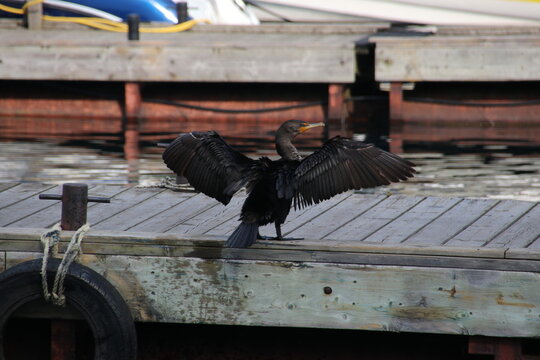 bird spreading its wings on the dock