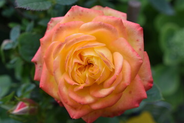 rose close up