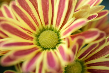 Chrysanthemums - close up