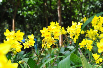 yellow Spathoglottis plicata Blume orchid