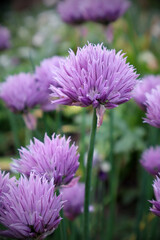 Obraz premium Ornamental allium flowers in the garden