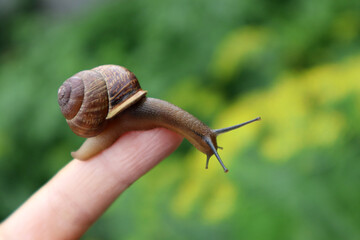 A grape snail sits on a finger and looks to the right