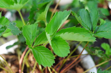 close up of strawberry leaves