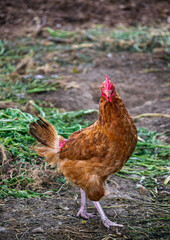 A variegated chicken in a chicken coop in the village.