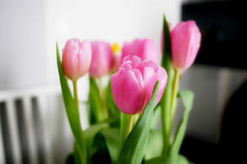 Tulipany stojące w mieszkaniu