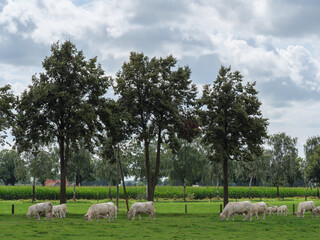 Sommerzeit im westlichen M&uuml;nsterland