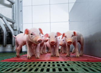 Schweinehaltung - niedliche Saugferkel in einer modernen Abferkelbucht bei der Muttersau. © Countrypixel