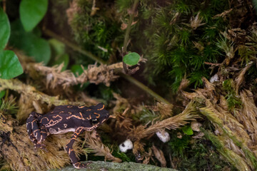 Snapshot from the The Aktiengesellschaft Cologne Zoological Garden in Cologne, black frog