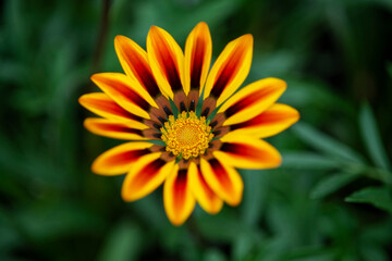 Beautiful gazania of yellow and red tones with a large green bokeh in the background