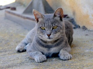 grau getigerte Katze