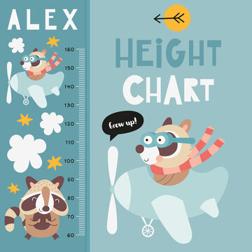 Kids height chart with cute forest raccoon. Heights for school, kindergarten, nursery design. Vector illustration. Woodland animals.