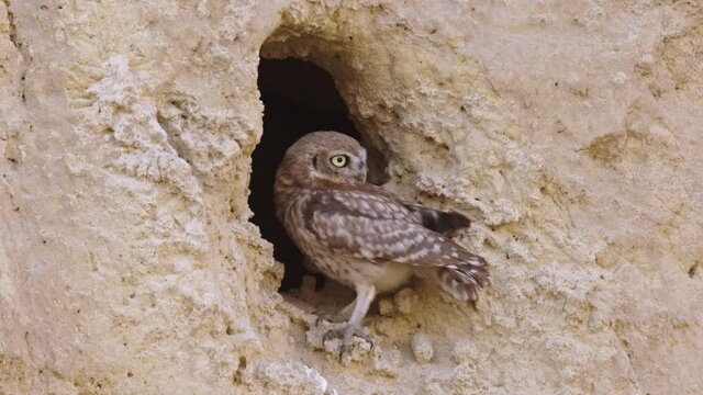 Little Owl (Athene noctua) standing at the entrance to its nest