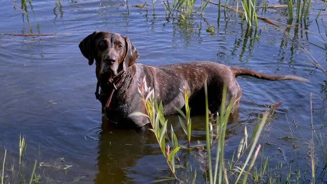 German Shorthaired Pointer dog standing in water. Dog tail wagging movement.
