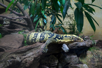 Snapshot from the The Aktiengesellschaft Cologne Zoological Garden in Cologne, CLOSE-UP OF LIZARD ON ROCK IN FOREST