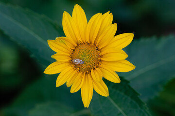 Sunflower on green leaf