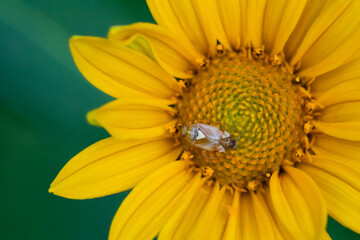 Bug on sunflower macro