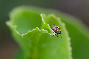 Beetle on a leaf