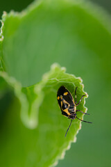 Cabbadge bug on leaf