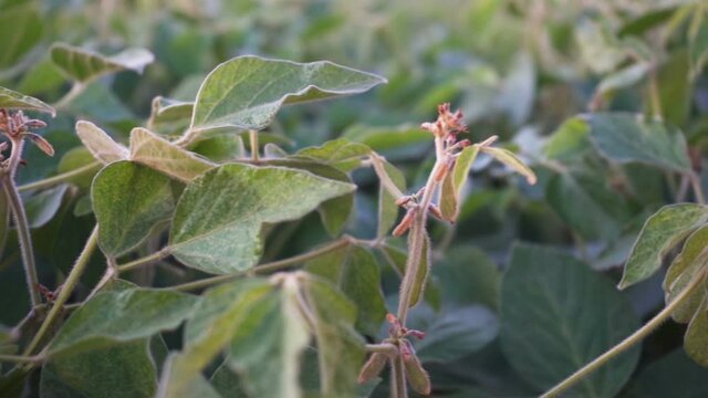 Growing soybeans. A farm field with a good harvest