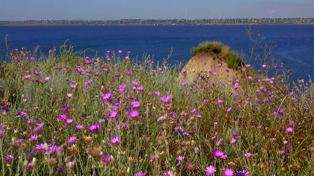 Blooming steppe, (Xeranthemum annuum) is a flowering plant species also known as annual everlasting or immortelle