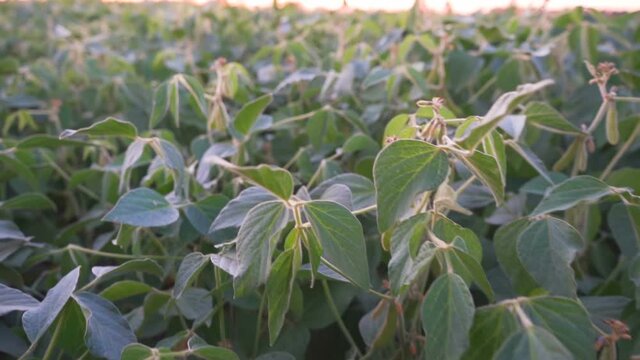 Growing soybeans. A farm field with a good harvest