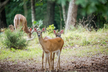 Two female white tailed deer standing looking alert while a buck grazes in the background.