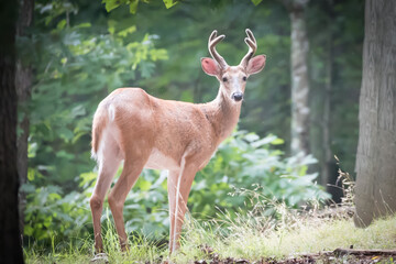 A young buck white tailed deer stands alert looking at the camera. 