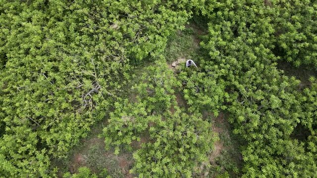 aerial circle view around a worker that is inside a plantation