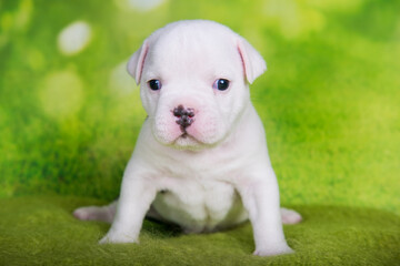 White American Bullies puppy on green background